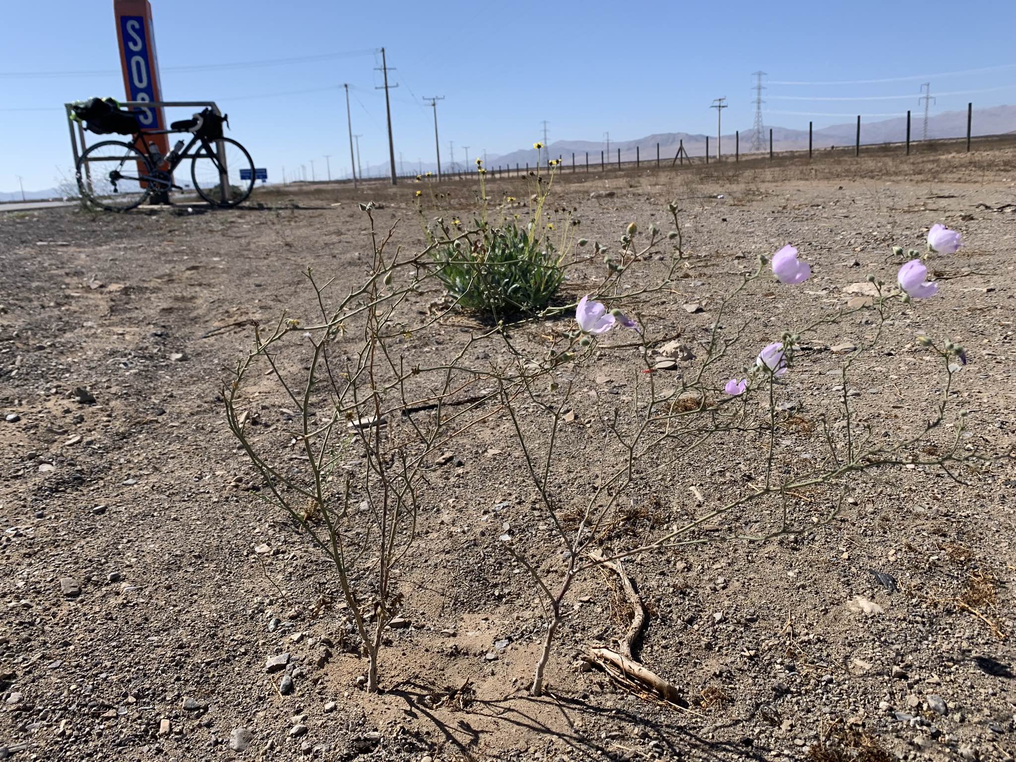 Un poco de desierto florido